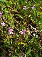 Genre Erodium (3)